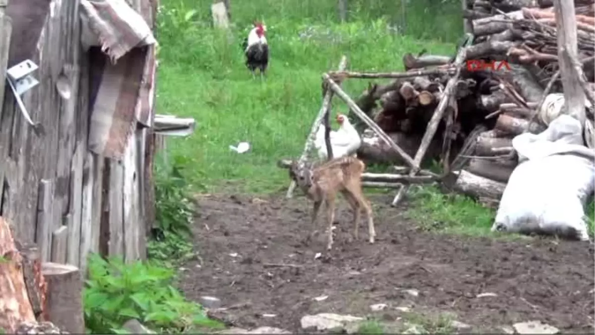 Karabük Ormanda Baygın Bulduğu Yavru Karacayı İyileştirdi