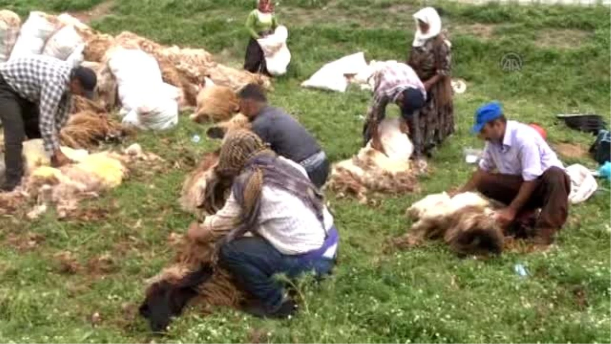 Bitlis\'te Koyunları Şenlik Havasında Kırkıyorlar