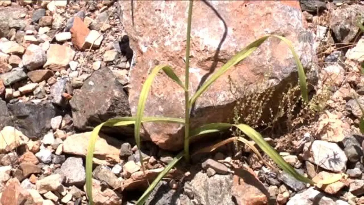 Tunceli Sarımsağını Koparana, Satana 38 Bin TL Ceza