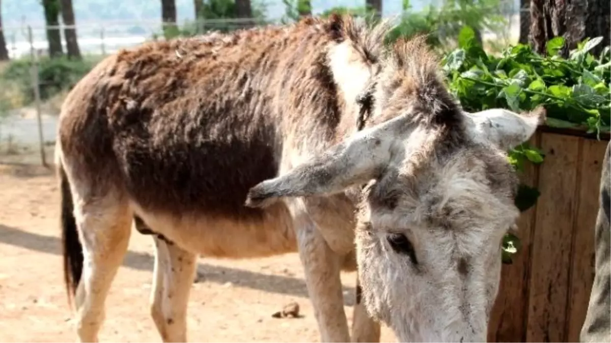 Yaşlı Eşeğini Ölüme Terk Etti