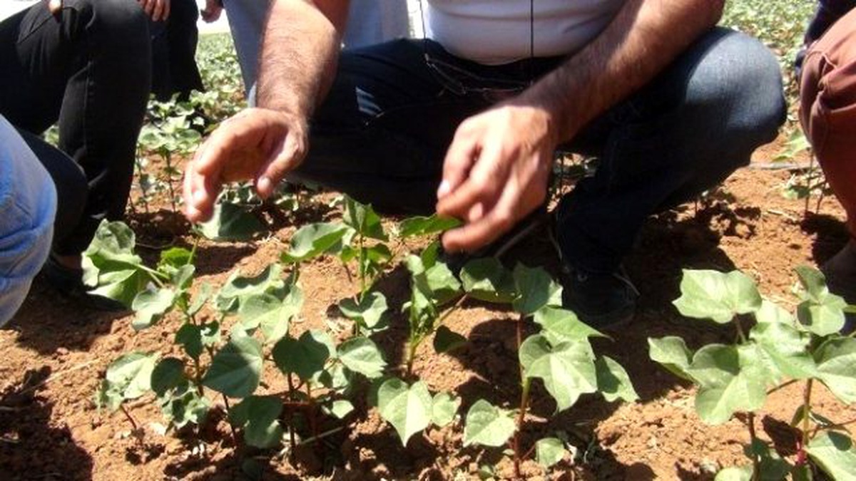 Ziraat Mühendislerine Uygulamalı Pamuk Entegre Mücadele Eğitimi Verildi