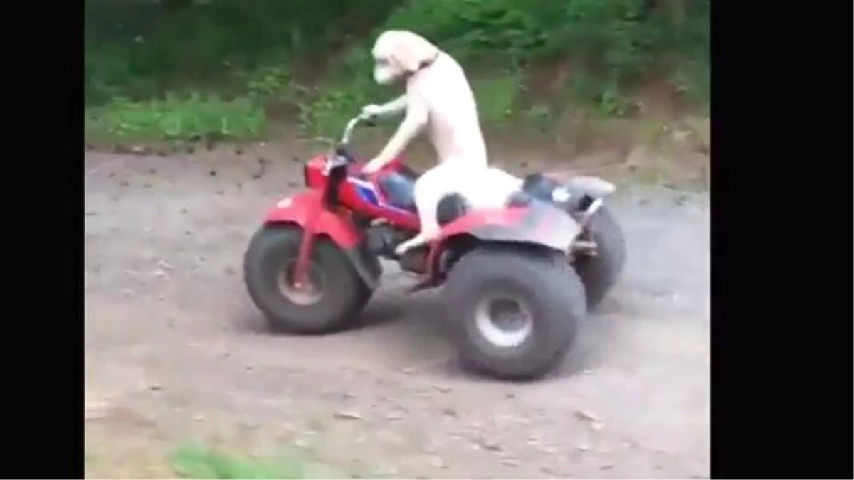 Atv Kullanan Köpek!