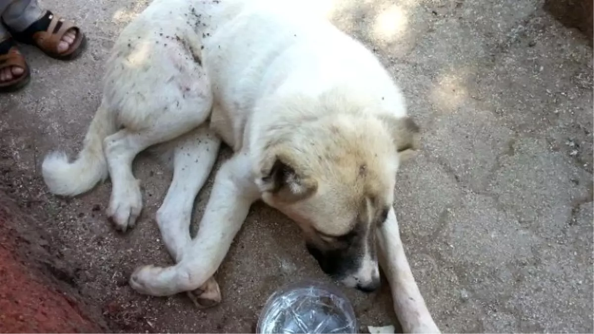 Ayağı Kırılan Köpeğe Veterinerler Bakmayınca Ortopedi Çalışanı Tedavi Etti