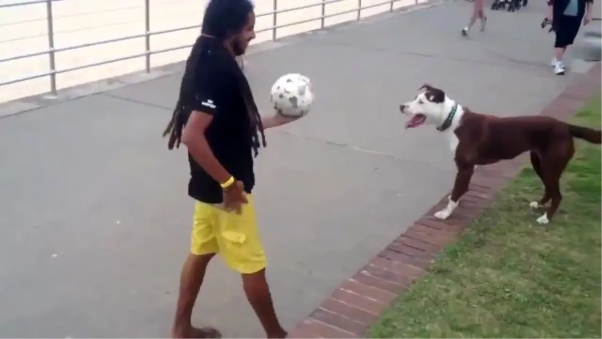 Bu Köpek Tam Bir Futbol Ustası!