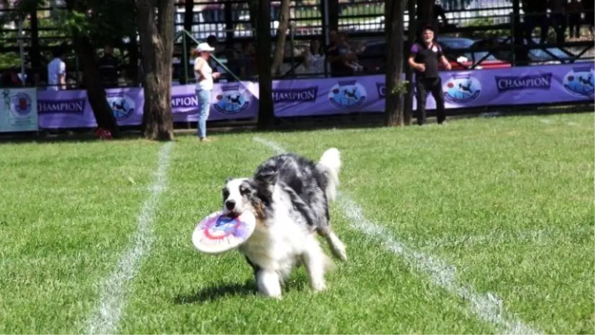 Köpekler Frizbiyi Havada Yakalamak İçin Yarıştı