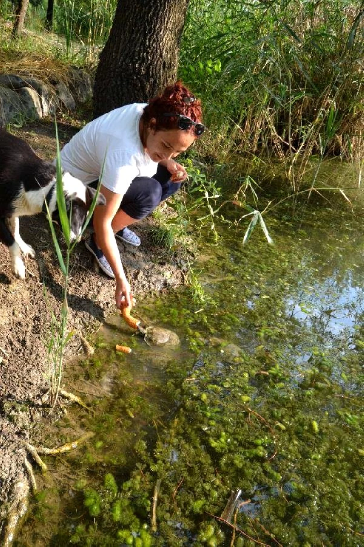 Muğla\'da Sulama Kanalındaki Su Kaplumbağası Ölümleri Korkuttu