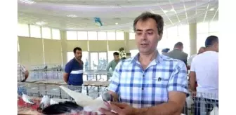 Akhisar'da Güvercinler Yarıştı