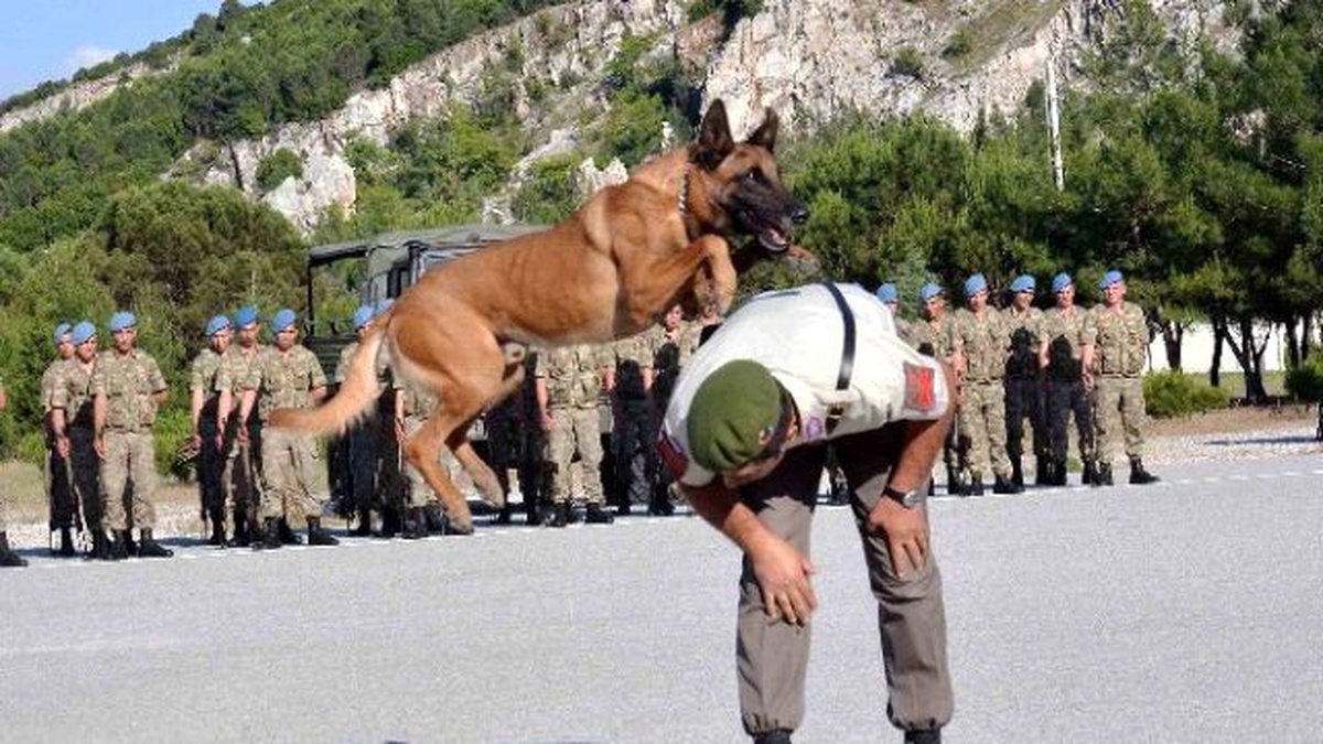Jandarmanın Akıllı Köpeklerinden Gösteri