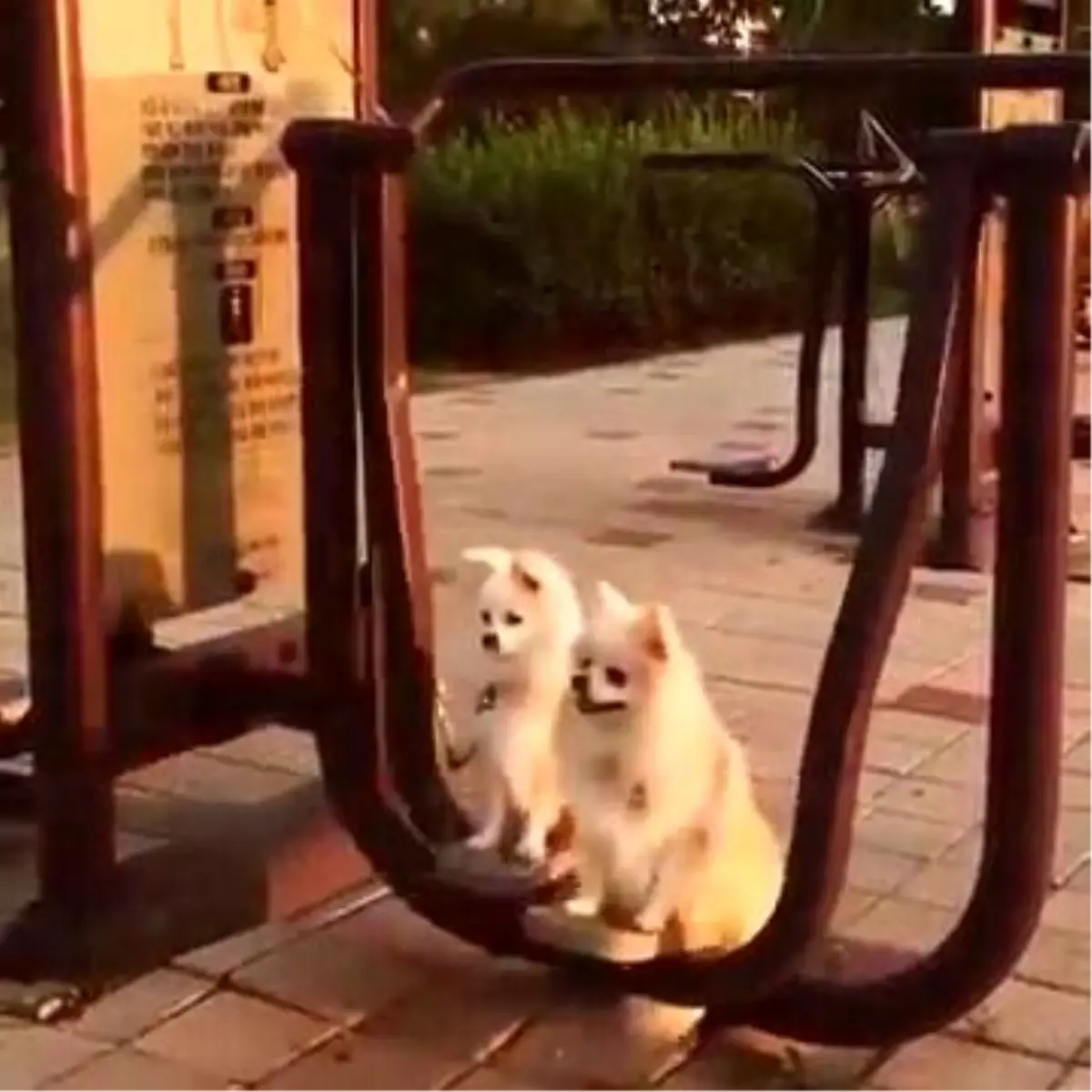 Köpeklerin Belediyenin Spor Aletlerindeki Keyfi