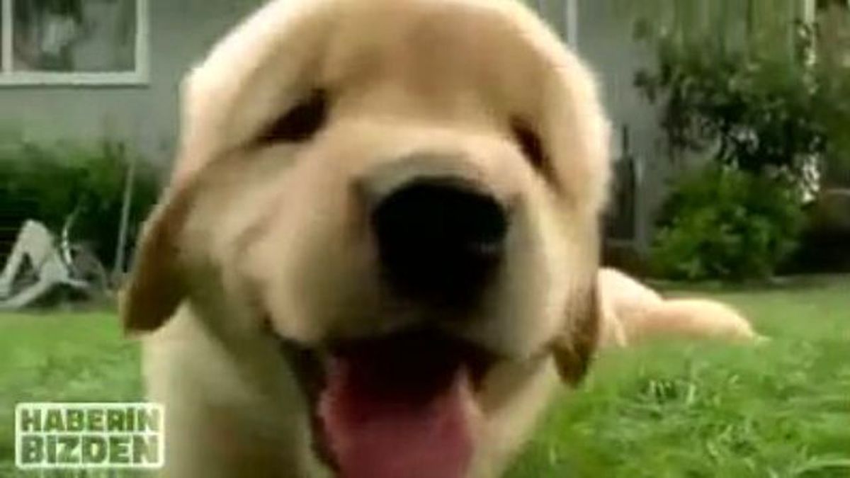 Sevimli Golden Yavruları... Seni Bekliyor