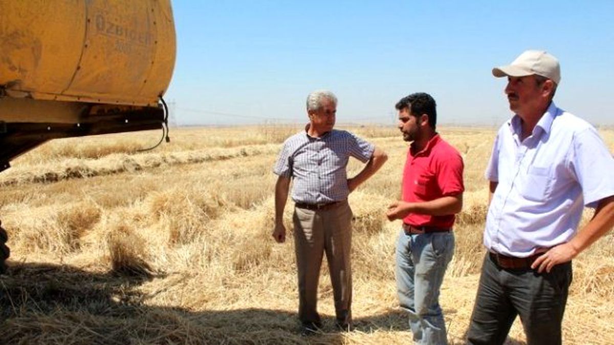 Silopi\'de Buğday Hasadı Başladı