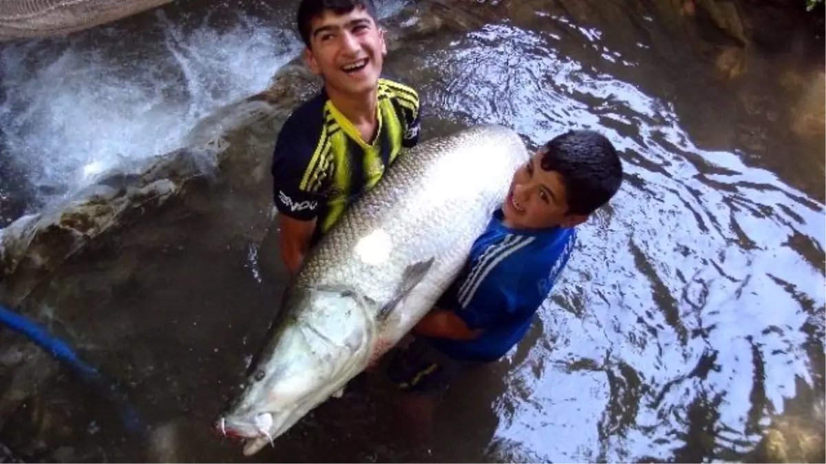 60 Kilogramlık Balığa Yoğun İlgi