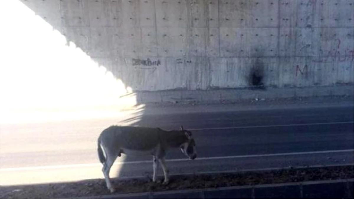 Ayağı Kırık Eşeğe Sahip Çıkan Olmadı