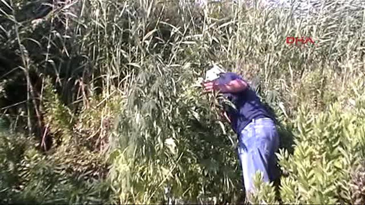 Datça\'da Hintkeneviri Ekili Araziye Polis Baskını
