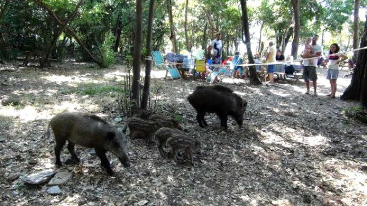 Kuşadası\'nda Yaban Domuzları Piknik Alanlarına İndi