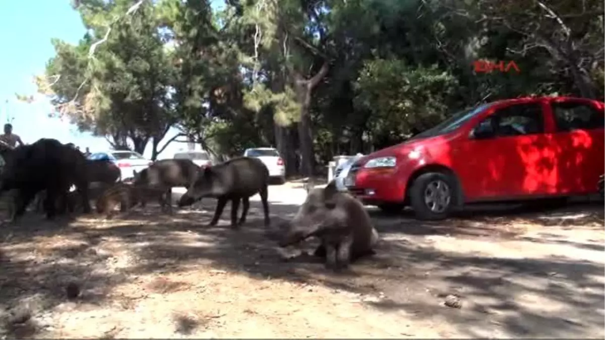 Kuşadası\'nda Yaban Domuzları Piknik Alanlarına İndi