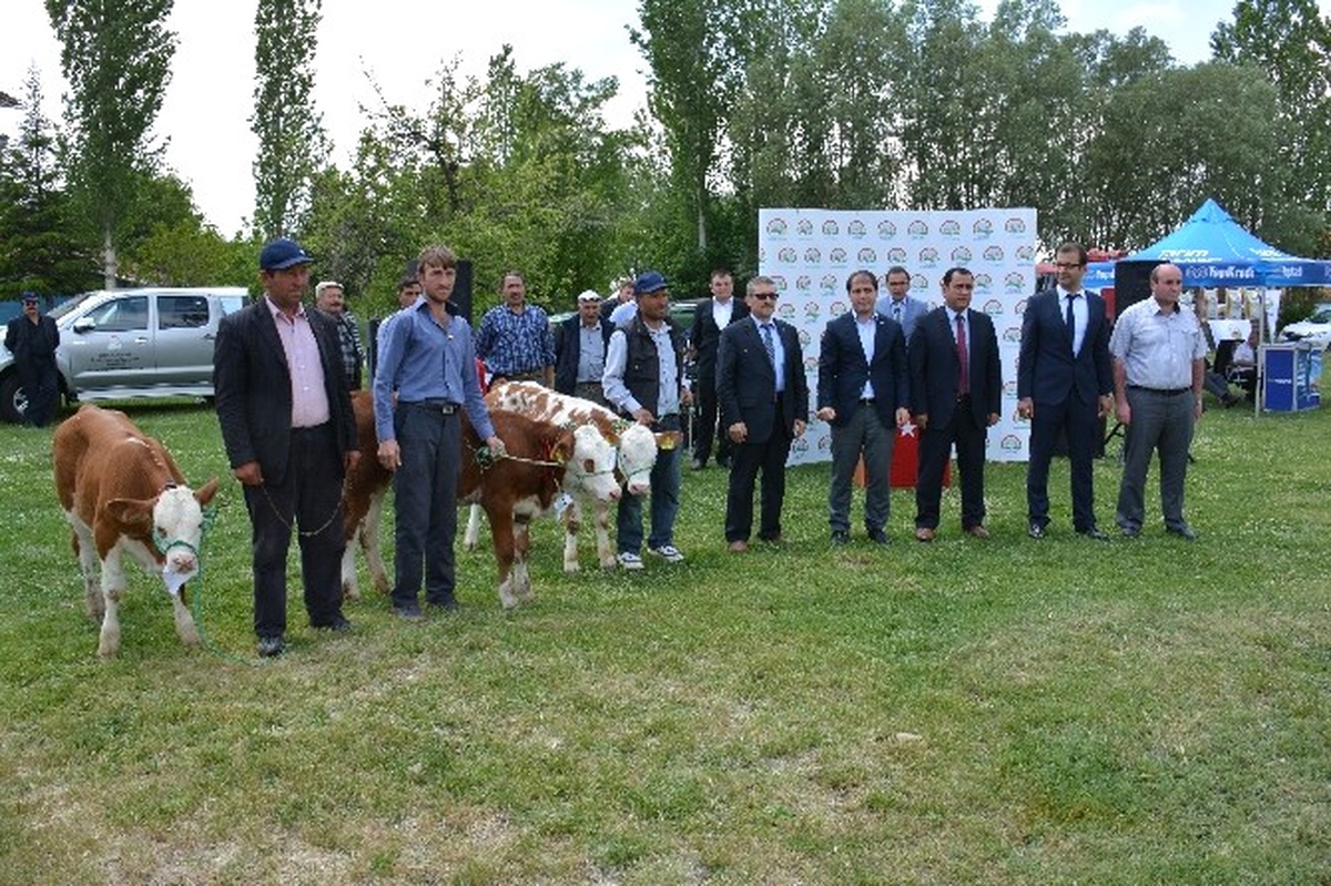 Kütahya\'da \'En Güzel Buzağı\' Yarışması