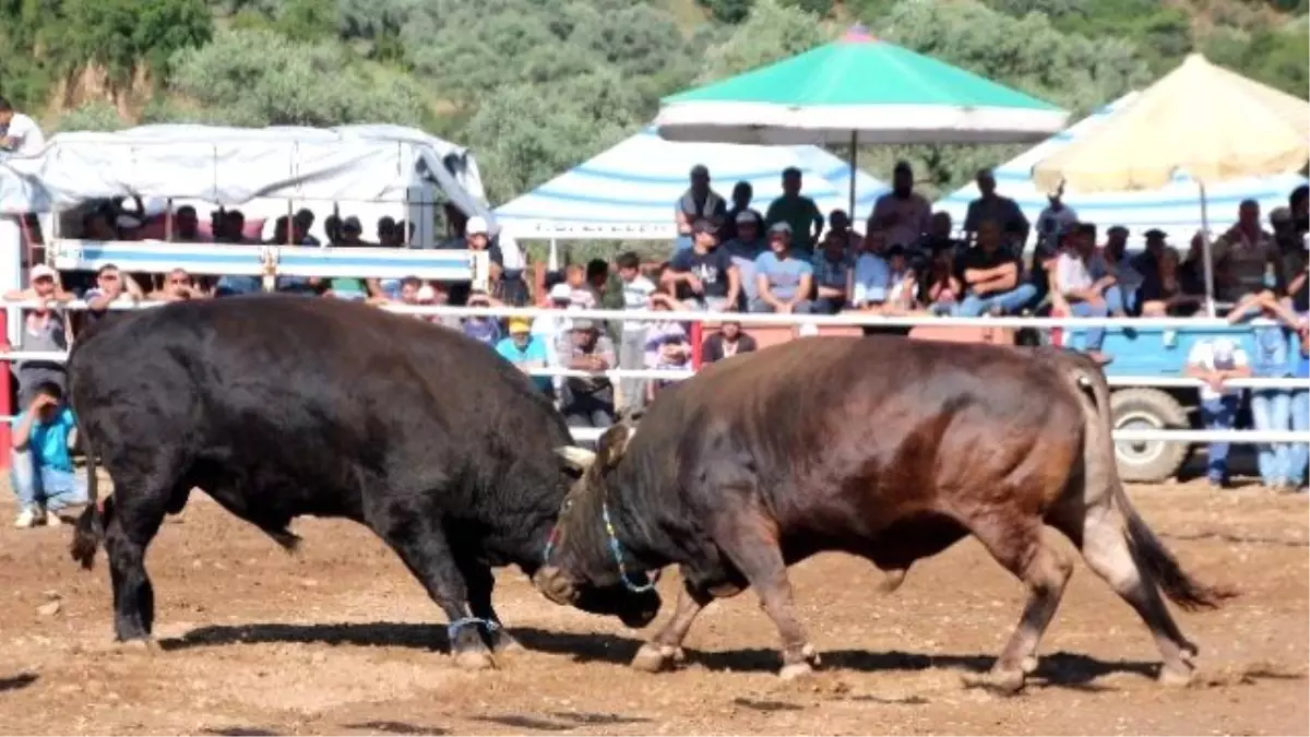 Musluca Arenası Boğalara Dar Geldi