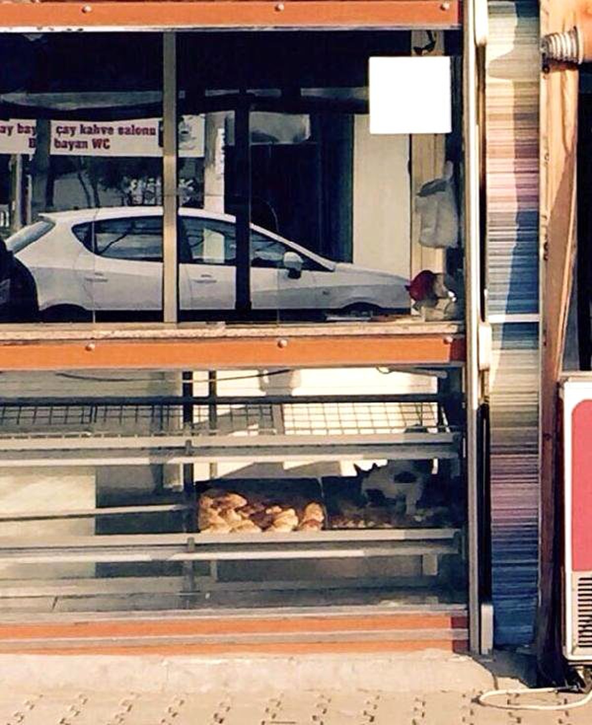 İzmir\'de Bir Büfenin Poğaça Camekanındaki Kedi Tepki Çekti