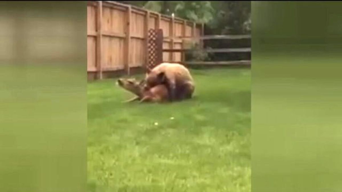 Evinizin Arka Bahçesinde Geyik Avlayan Ayı Görseniz