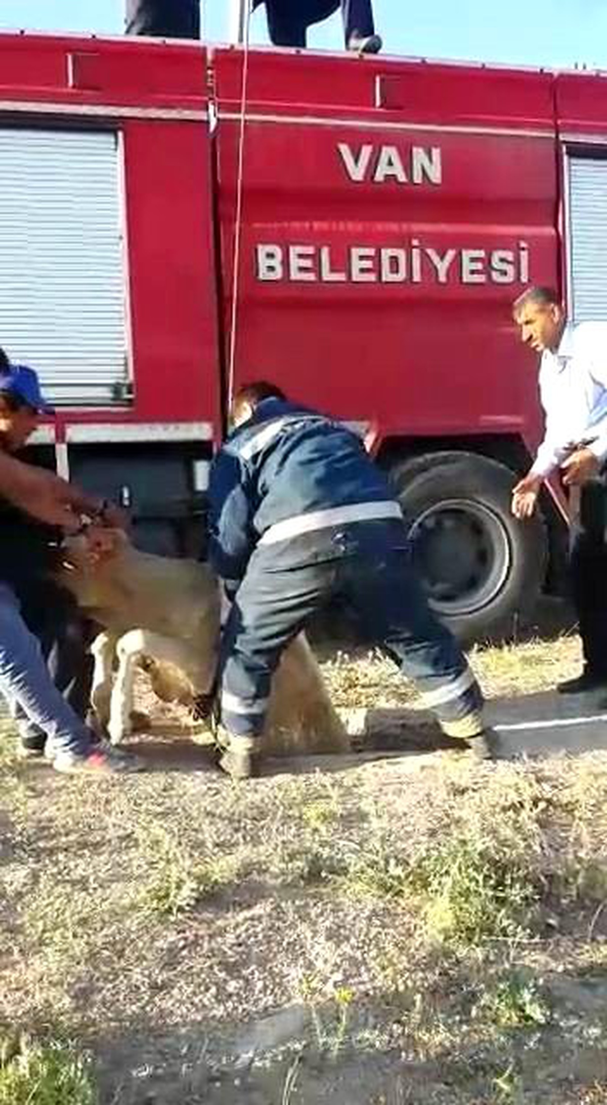 Kuyuya Düşen İnek İtfaiye Ekipleri Tarafından Kurtarıldı