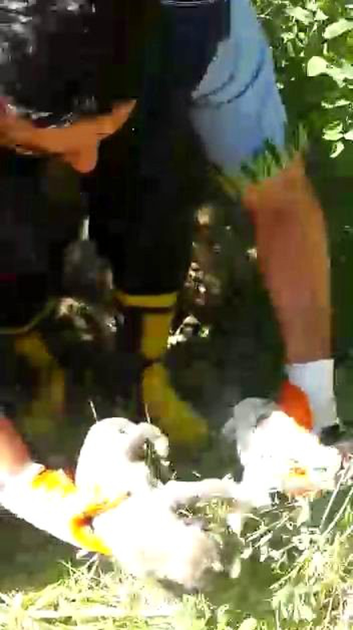 Toprak Altında Kalan Yavru Köpekleri İtfaiye Ekibi Kurtardı