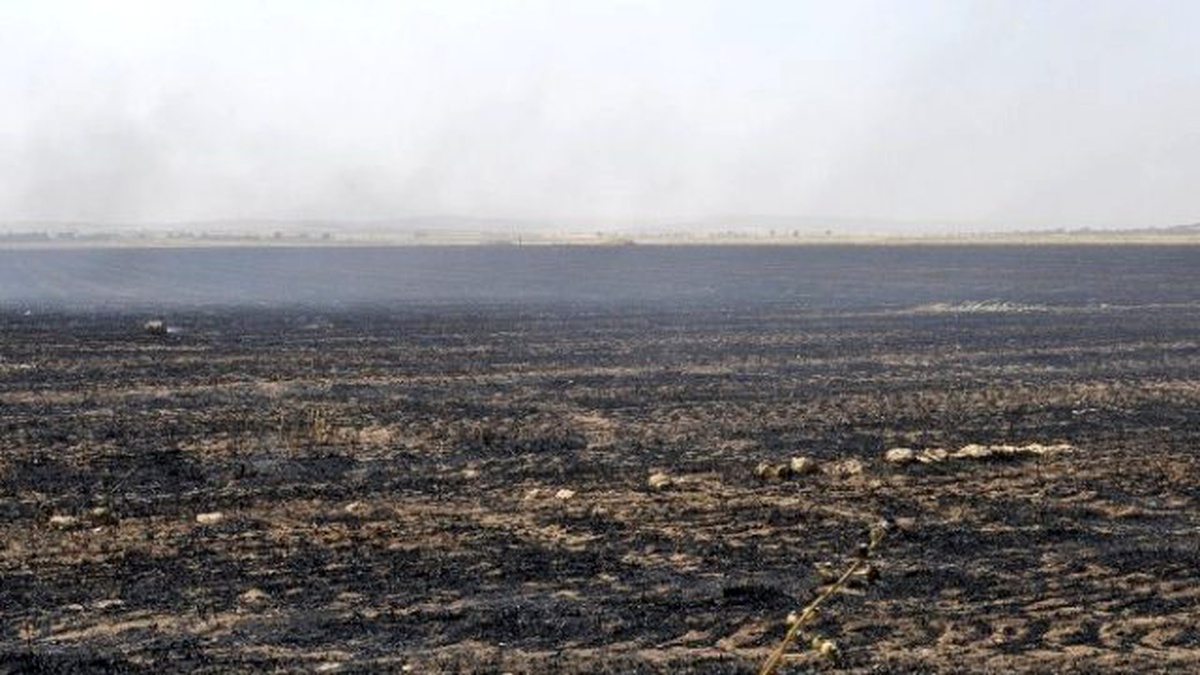 Şanlıurfa Ziraat Odasından Anız Yakmayın Çağrısı
