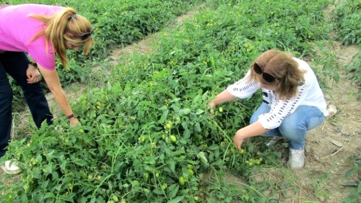 Aydınlı Domates Üreticileri Benek Hastalığına Karşı Uyarıldı