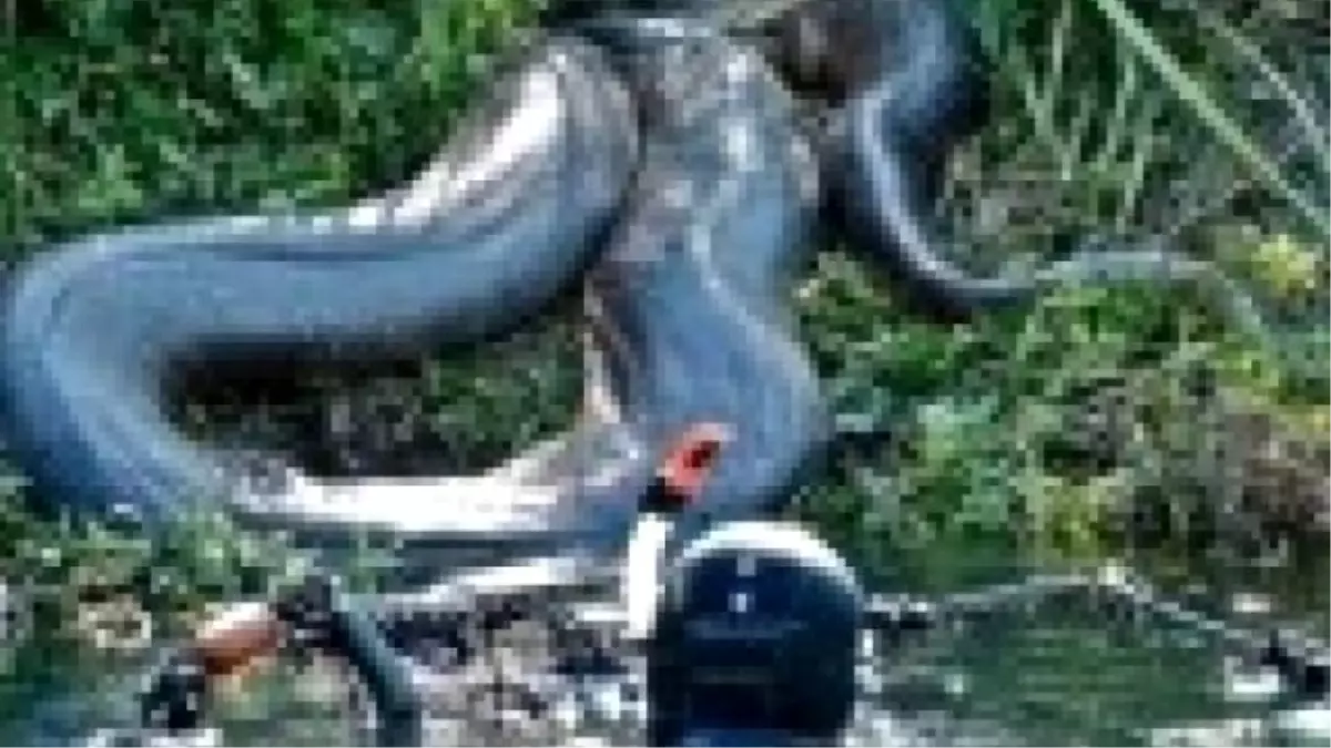 Brezilya\'da Dev Anakonca Yakalandı