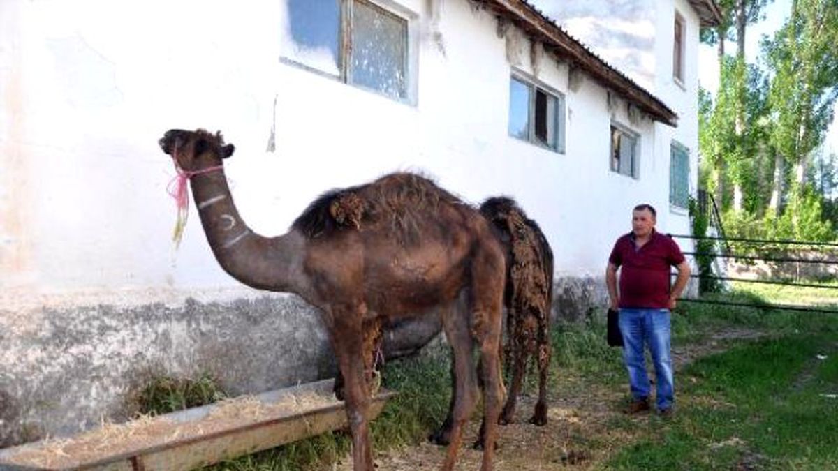 Büyükbaş Hayvan Çiftliğinde Deve de Yetiştiriyor