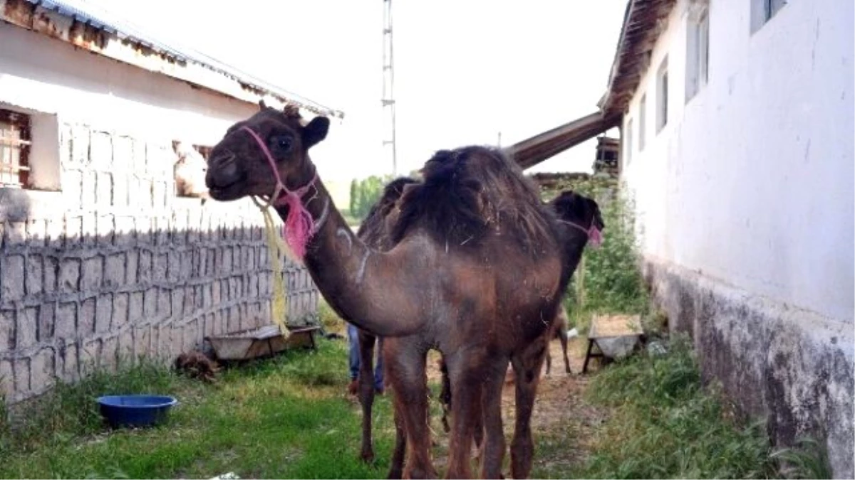 Çöllerde Yetişen Develer Artık Bozok Yaylasında Yetişecek