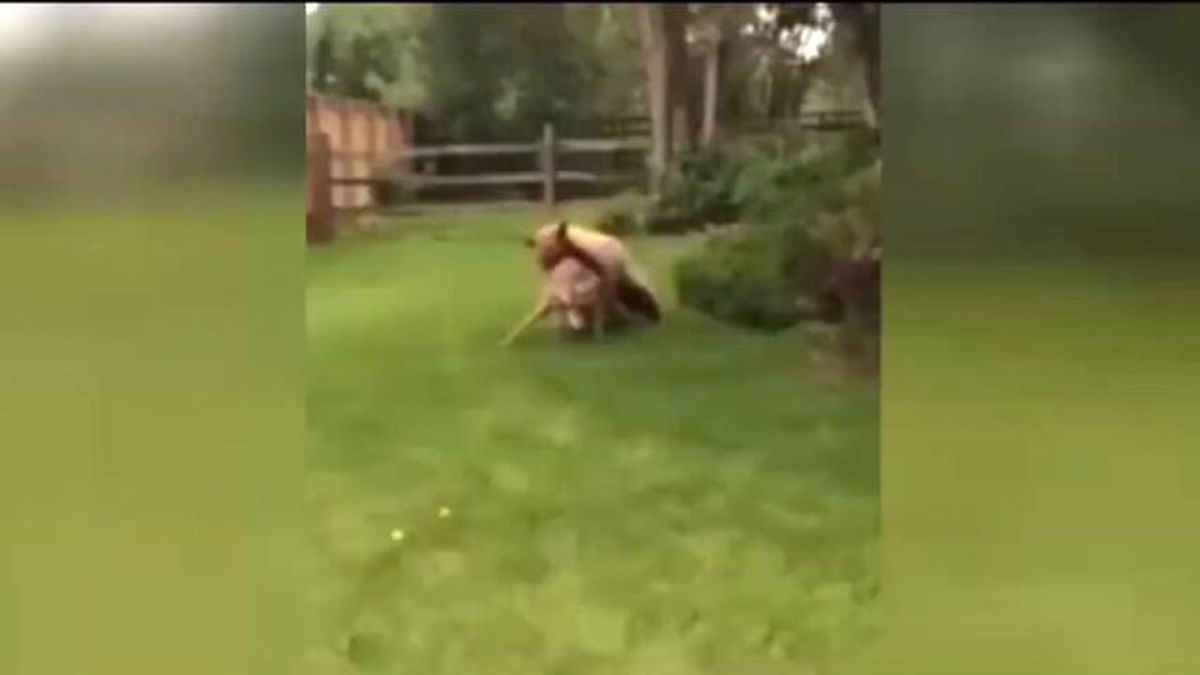 Evin Bahçesinde Ayı Geyik Avladı - Dünya Gerçekleri Realities Of The World