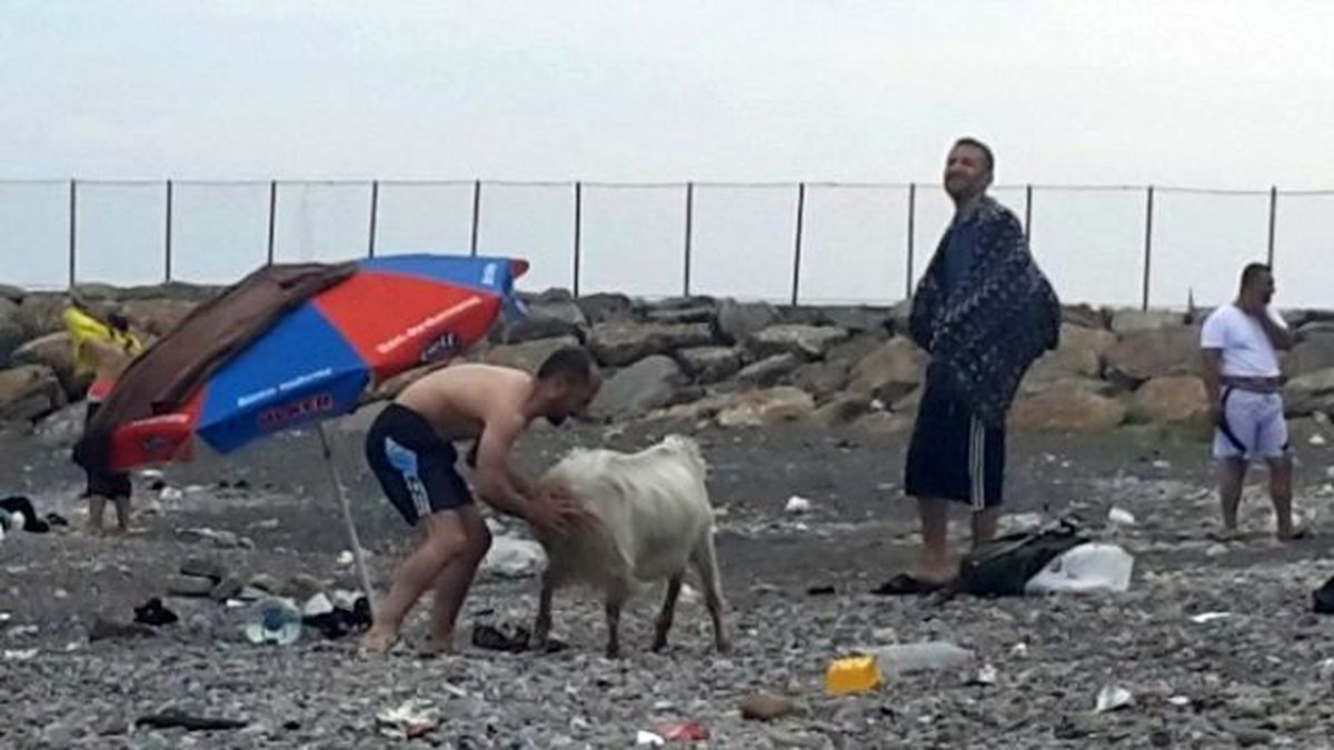 Zonguldak\'ta Keçinin \'İnatlaşma\' Oyunu