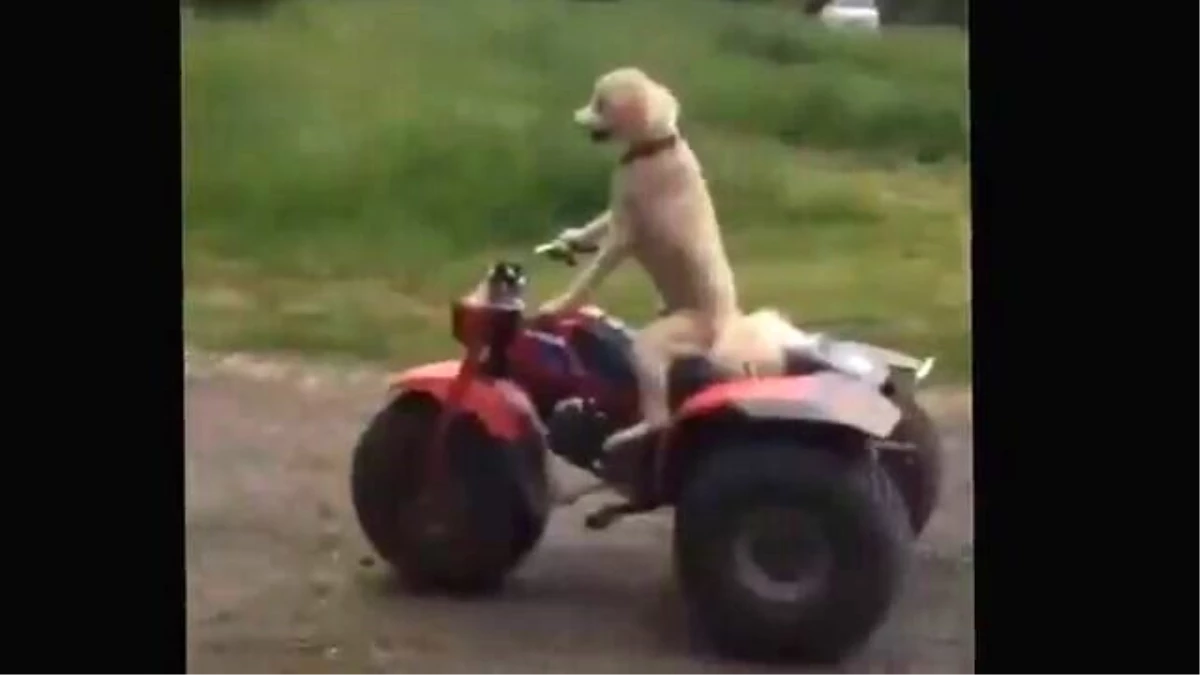 Köpek Atv\'yi Böyle Kullandı