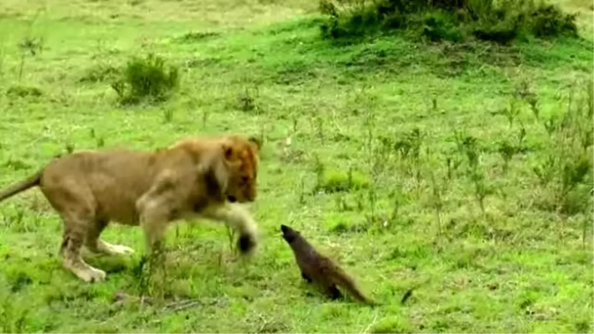 Korkusuz Fare, Aslanlara Kafa Tuttu