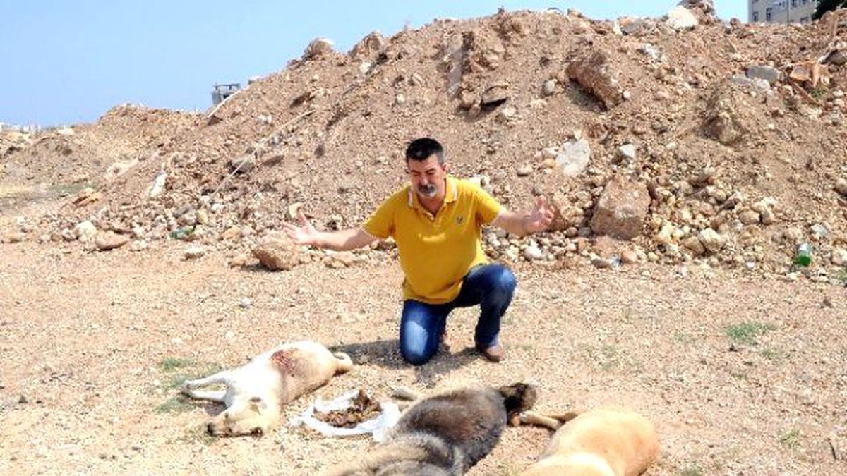 Mersin\'de Köpek Katliamı