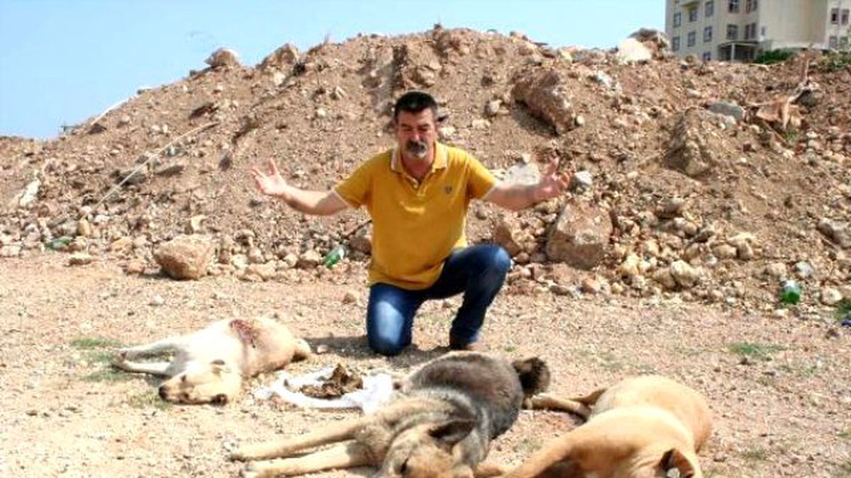 Mersin\'de Köpek Katliamı