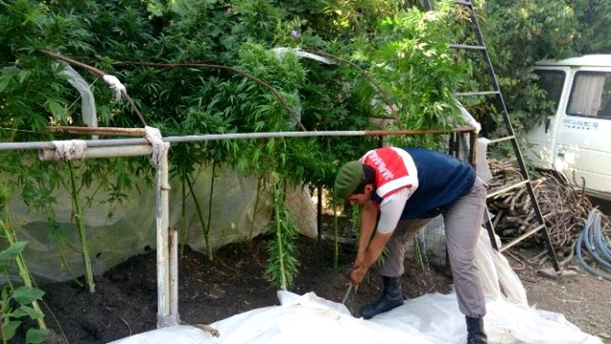 Marmaris\'te Jandarmadan Uyuşturucu Tarlasına Operasyon