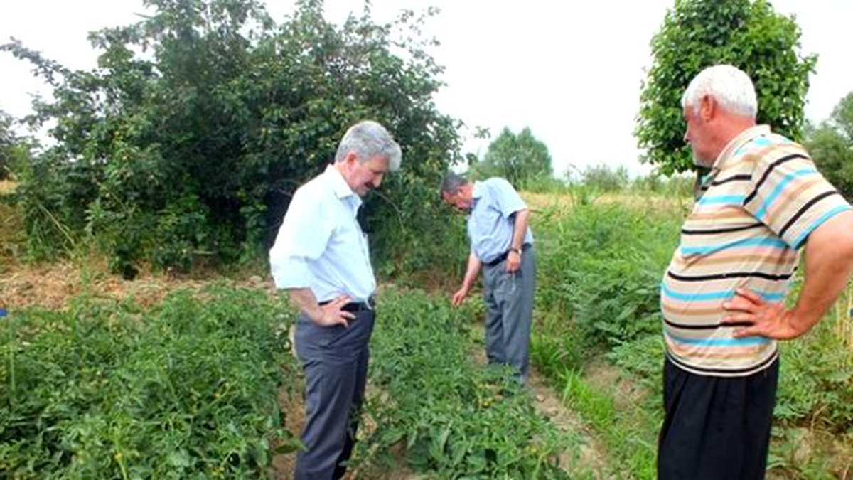 Sebze Tarlalarında Ürün Kontrolü