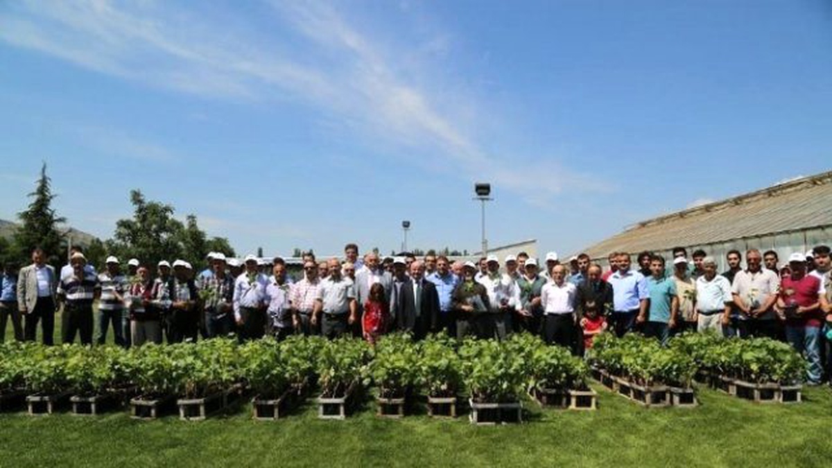 Tokat\'ta Çiftçilere 10 Bin Asma Fidanı Dağıtıldı
