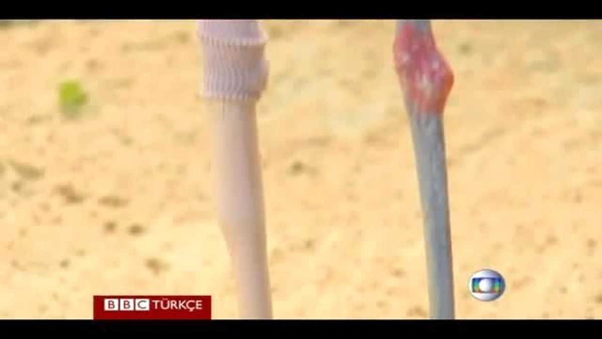 Bacağı Kırılan Flamingoya Protez Bacak