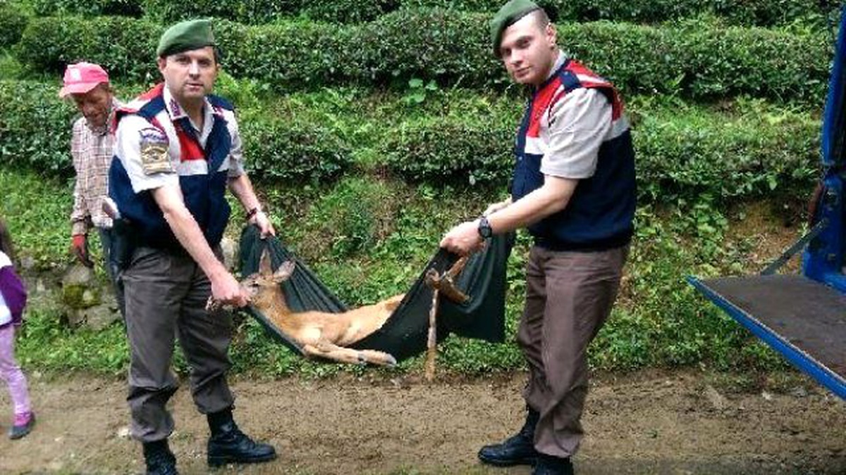 Jandarma Yaralı Karacaya Sahip Çıktı