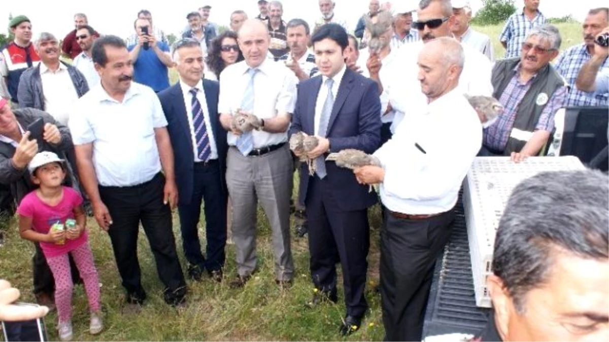 Kırıkkale\'de 750 Adet Keklik Doğaya Bırakıldı