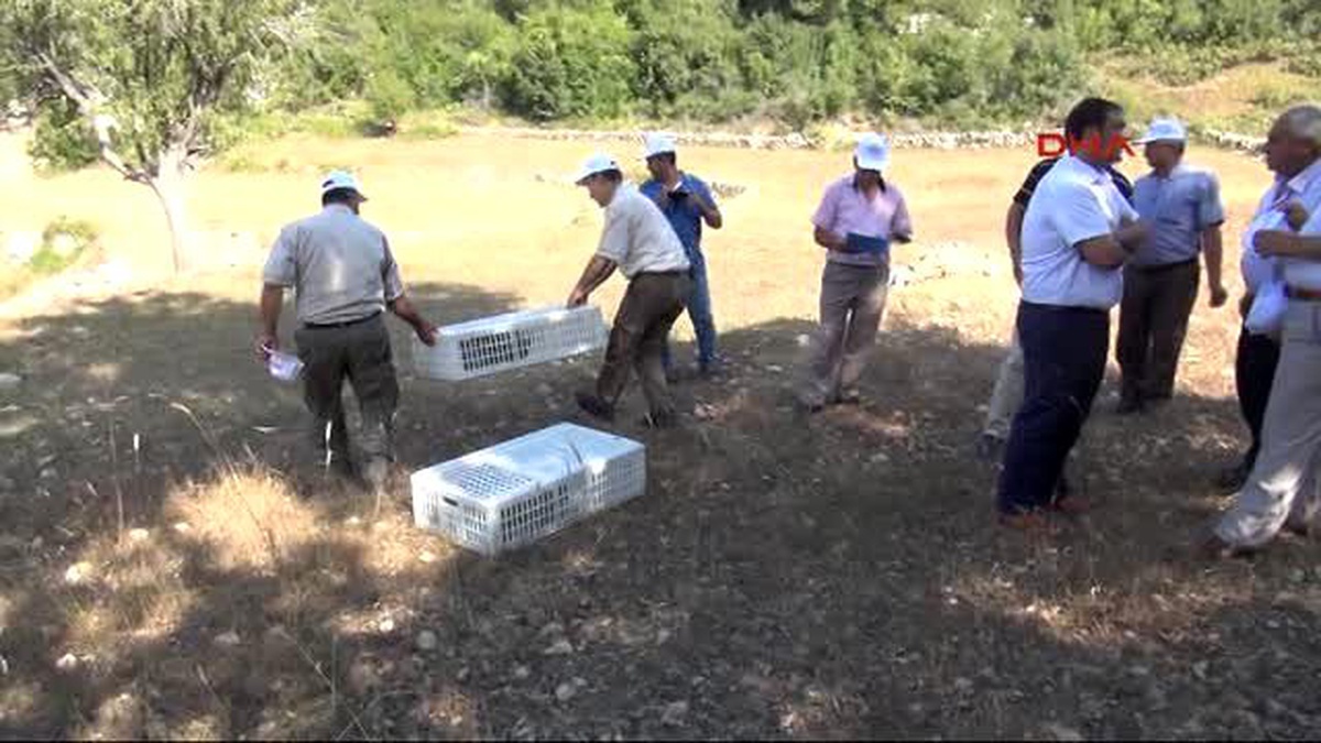 Mersin Kenelere Karşı 2 Bin Kınalı Keklik Doğaya Salındı