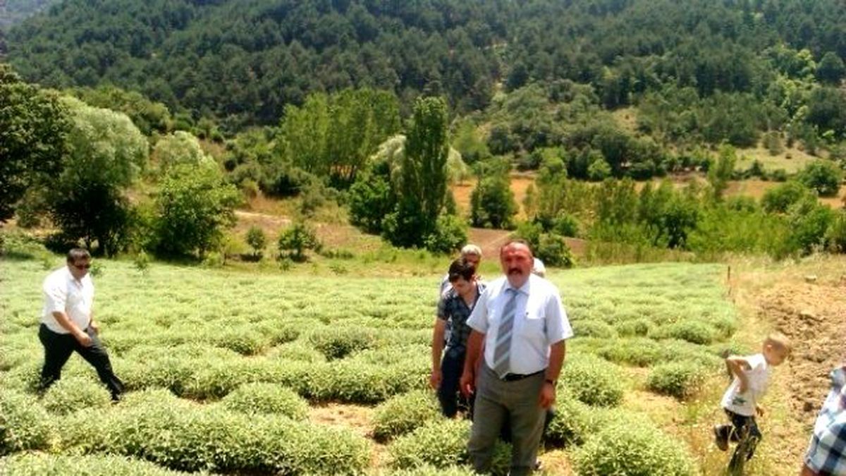 Adaçayı Çiftçinin Umudu Oldu