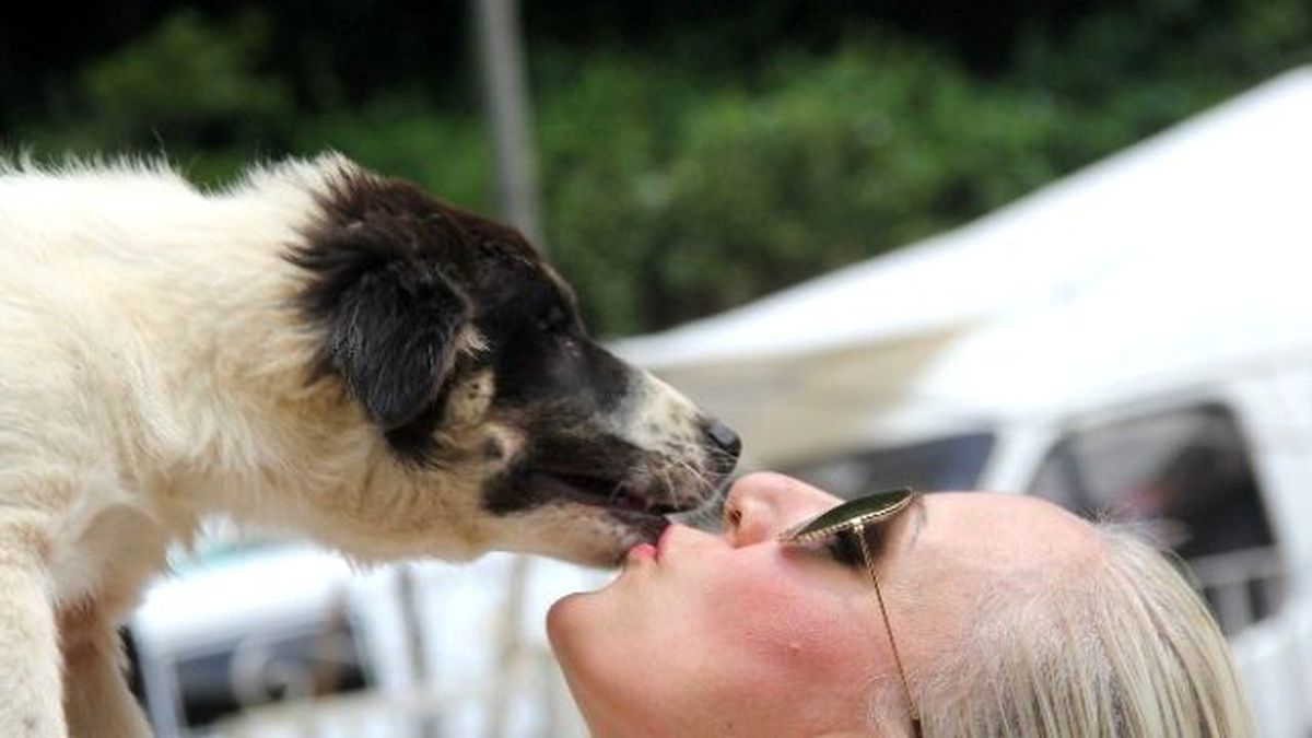 Bayan Noter Ömrünü Sokak Köpeklerine Adadı