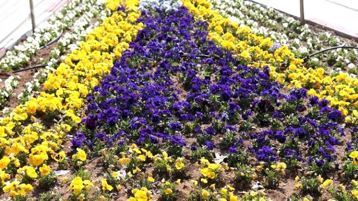 Bolu\'da Parklara Vatandaşların Yiyebileceği Meyve Ağaçları Dikiliyor