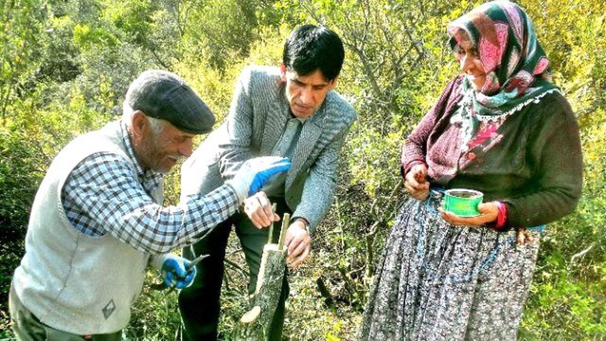 Bucak\'ta 40 Dekar Alanda 16 Bin Yabani Zeytin Ağacı Aşılandı