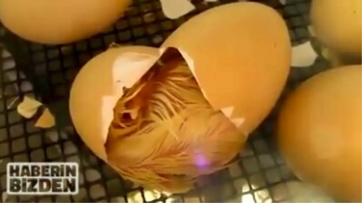 Civcivin Yumurtadan Çıkma Anı! Subhanallah