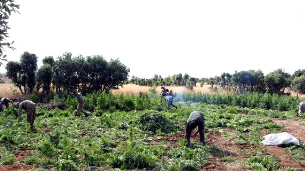 Diyarbakır\'da Uyuşturucu Tarlalarına Operasyon